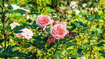 <em>Rosa hybrida</em>